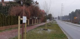 Znów będzie zielono!